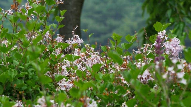 Purple flower bushes in full bloom in the forest