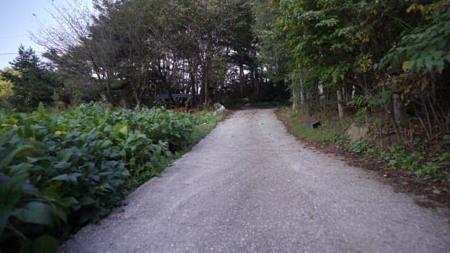Narrow path through the green countryside lined with trees