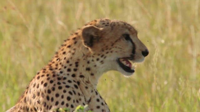 Cheetah Resting in the Grassland