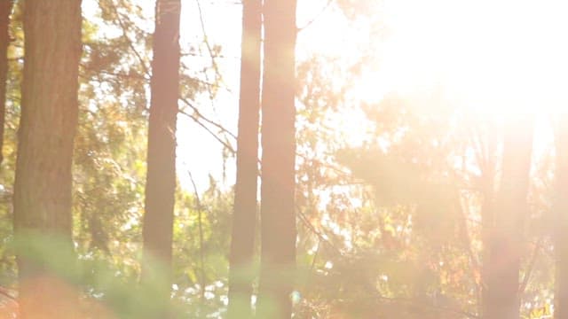 Early morning sunrays shining through the forest trees