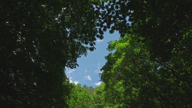 Clear sky seen through dense forest