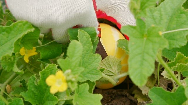 Hand Picking a Ripe Korean Melon among Green Leaves