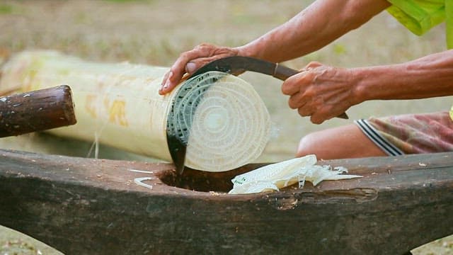 Trimming bamboo shoots with a sickle outdoors