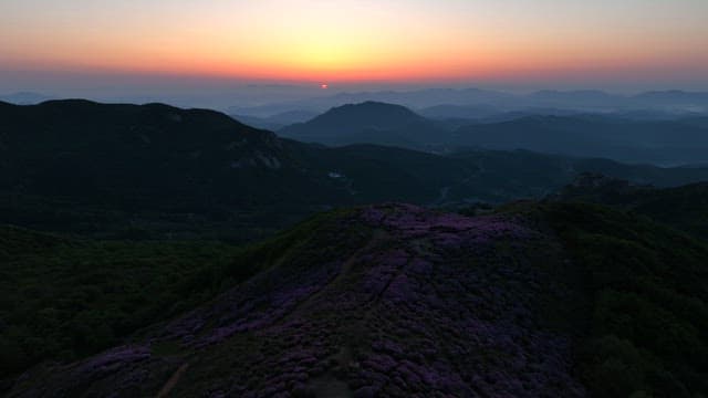 Dawning Sky and Mountains with Pink Flowers in Full Bloon