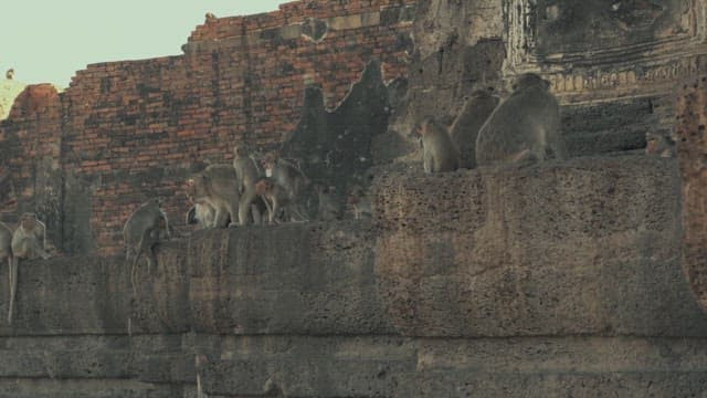 Monkeys Roaming Ancient Temple Ruins