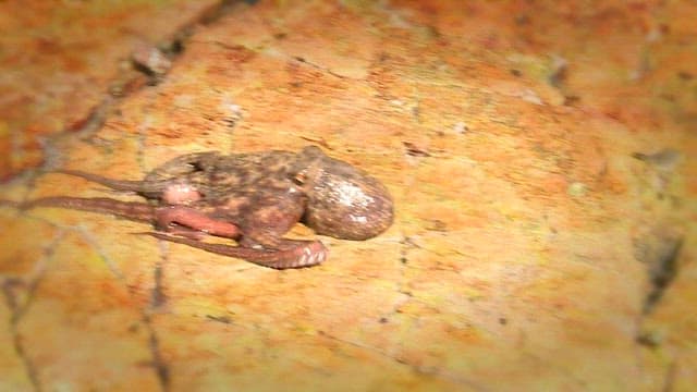 Octopus crawling on a rock
