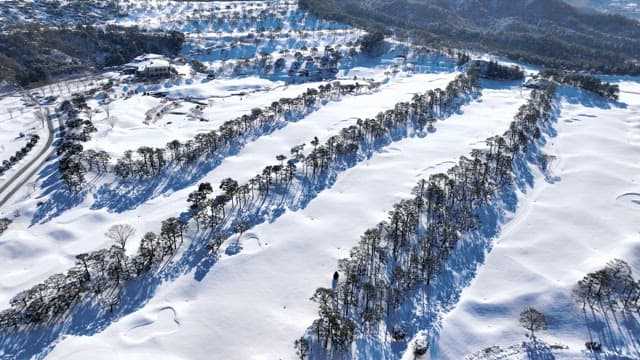 Snowy Landscape with Pine Trees and Pathways