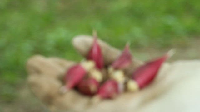 Hand holding red onion bulbs