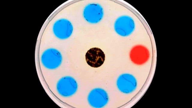 Time-lapse of Mold Growth in Petri Dish