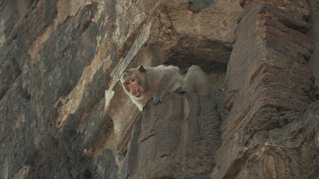 Monkey Sitting on the Rock in Ancient Ruins