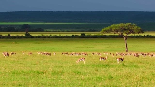 Herd of Antelope Grazing on the Savanna
