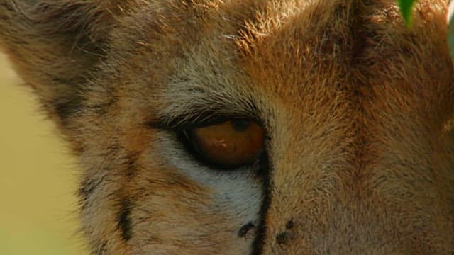 Close-up of a Cheetah's Watchful Eye