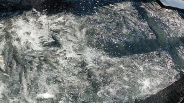 Swarming Fish Caught in Net at Sea
