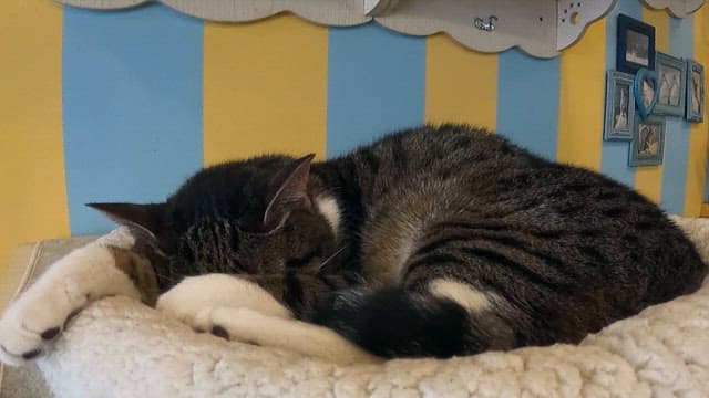 Sleeping cat on a cozy bed indoors