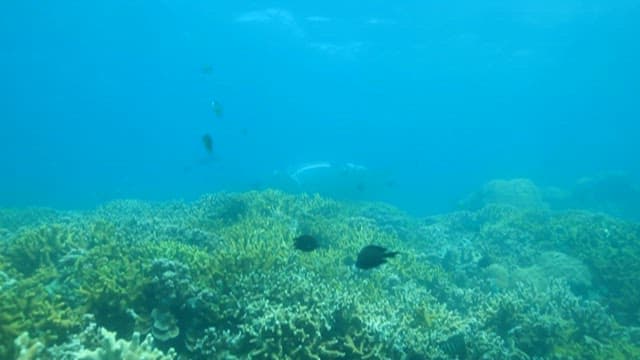 Manta Ray Swimming Over Coral Reef