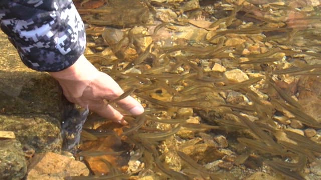 Hand feeding small fish in a clear stream