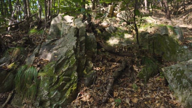 Tranquil Forest Path with Sunlight Through Trees