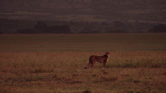 Cheetahs in a Grassy Field at Dusk