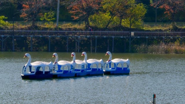 Duck boats floating on a serene lake under the autumn foliage
