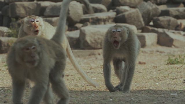 Monkeys Moving in Groups on the Ground