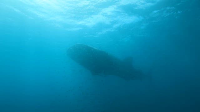 Whale Shark Surrounded by Fish