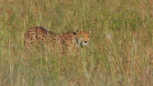 Cheetah Roaming in the Savanna