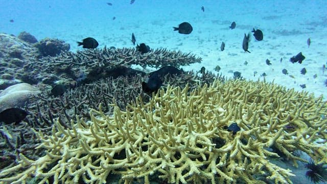 Underwater scene with corals and fish