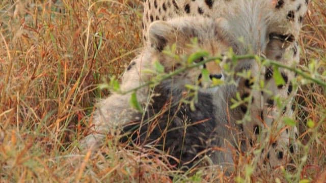 Cheetah and Cubs in the Savanna Grasslands