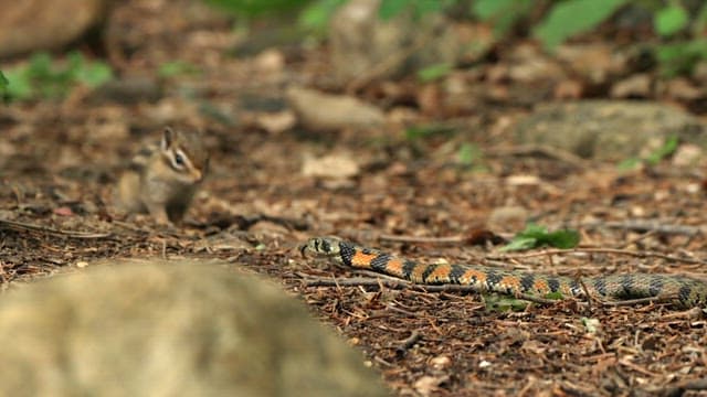 Squirrels encounters a snake in the forest