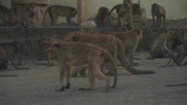 Monkeys Walking on the Street at Evening