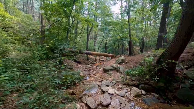 Exploring an Unspoiled Forest Trail