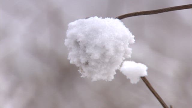 Snow-covered Plant in Winter
