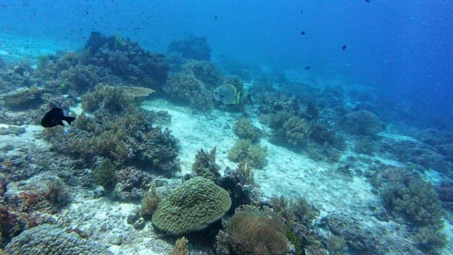 Underwater scene with coral and fish