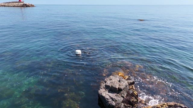 Diver exploring the clear ocean waters