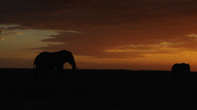 Elephants Walking at Sunset on the Savannah