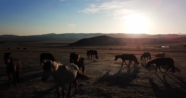 Horses grazing in a vast open field