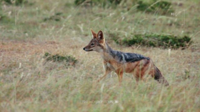 Cheetah Discovers Prey and Runs Towards It
