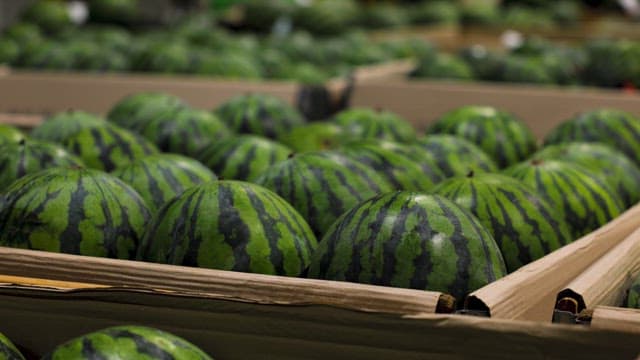 Watermelons in cardboard boxes