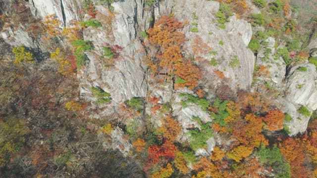 Autumn foliage on rocky mountain cliffs