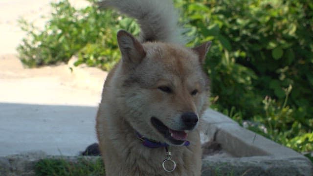 Brown dog with a collar relaxing outside on a sunny day