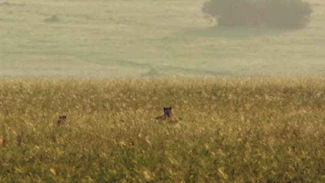 Cheetah cubs playing in the grasslands
