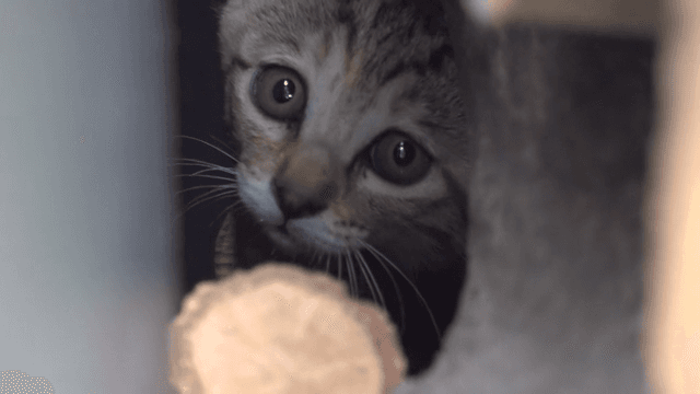 Tiny kitten hiding in a woodpile outdoors during the day
