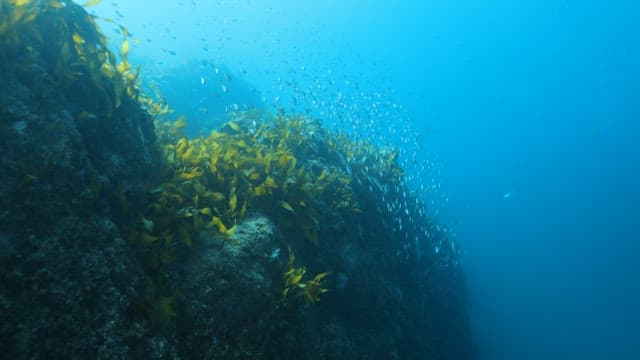 School of Fish by a Rocky Seabed