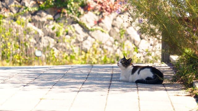 Cat lounging on the roadside next to the flower bed afternoon