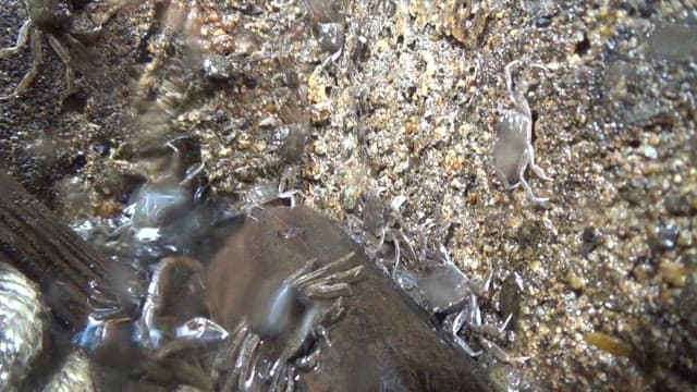 Crabs crawling on a rocky wet surface