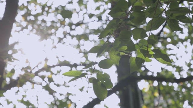 Sunlight shining through the green leaves of the trees