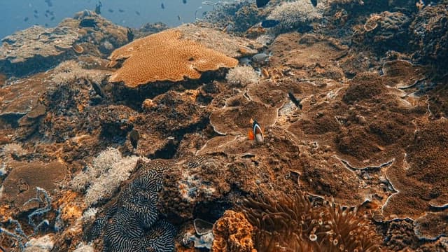 Clownfish Hiding Inside an Anemone