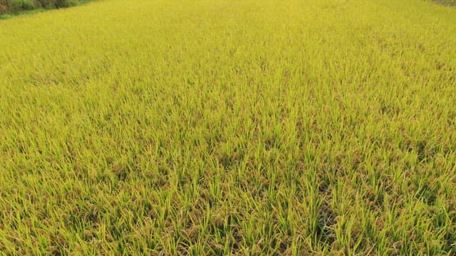 Vast field of golden rice plants
