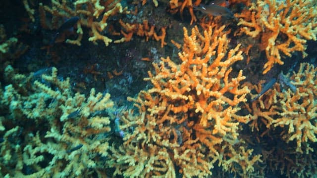 Vibrant underwater coral reef with fish