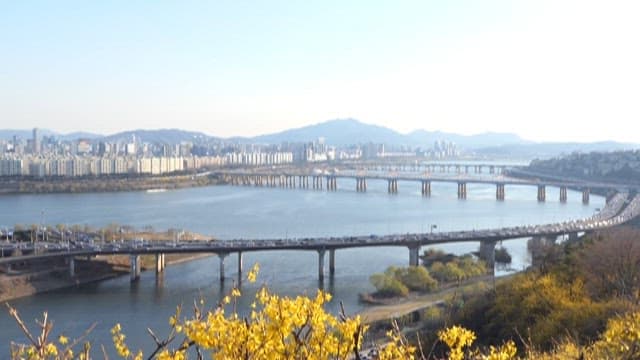 Cityscape with Bridges Over River and Blooming Trees
